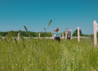 Jak stworzyć miejskie trawniki przyszłości? – projekt Uniwersytetów i Zarządu Zieleni Miejskiej