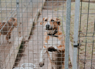 W Walentynki podziel się miłością z bezdomnymi zwierzętami. Odwiedziliśmy schroniska w Wałbrzychu i Świdnicy