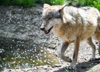 „Dzikie w mieście”, czyli jak się zachować gdy spotkasz w mieście dzikie zwierzę