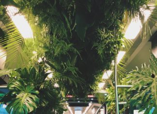 Wyrusz w podróż pociągiem pełnym roślin – Zielony Wagon na Dolnym Śląsku!