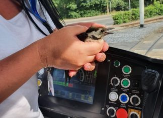 Motornicza MPK Wrocław uratowała rannego ptaszka przed rozjechaniem