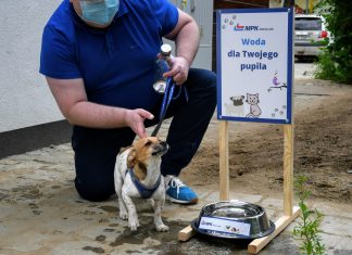 MPK Wrocław chroni czworonogi przed upałami. W mieście pojawią się miski z wodą