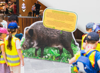 „Dzikie w mieście” we Wroclavii. Rusza trzecia edycja warsztatów z ZOO Wrocław