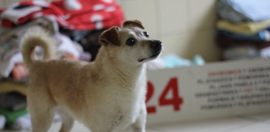 Kierunek: ZWIERZAKI! Pomóż im, a dostaniesz tablicę z pojazdu MPK