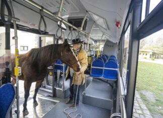 Wyjątkowy pasażer w najnowszym autobusie we Wrocławiu