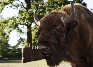 Dobrze wpaść na żubra… do wrocławskiego ZOO