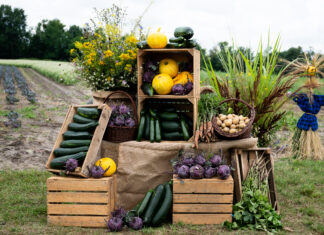 Drugi sezon Miejskiej Farmy, czyli jeszcze więcej warzyw, wsparcia i edukacji Na zdjęciu warzywa z miejskiej farmy