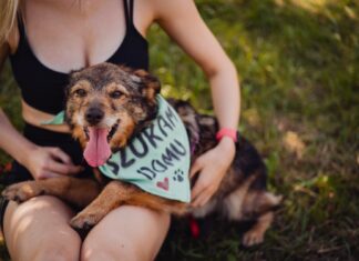 IV Charytatywny Piknik Adopciaka we Wrocławiu