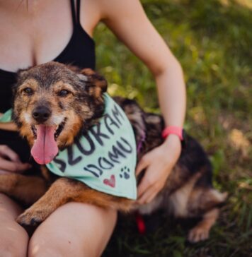 IV Charytatywny Piknik Adopciaka we Wrocławiu