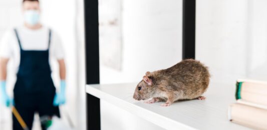 Co to dezynsekcja, co to deratyzacja i czym właściwie różnią się te zabiegi? deratyzacja co to