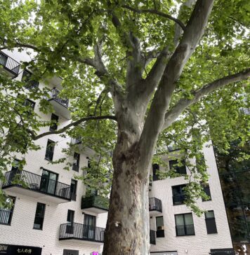 08. Diabła adwokatura i sądownictwo, czyli nowe budownictwo. Tumskie Ogrody 2