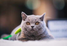 Rozmrucz się na wiosnę! Pokaz Kotów Rasowych i strefa adopcji już w najbliższą sobotę 18 kwietnia w Pasażu Grunwaldzkim