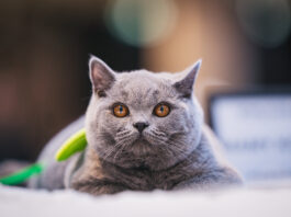 Rozmrucz się na wiosnę! Pokaz Kotów Rasowych i strefa adopcji już w najbliższą sobotę 18 kwietnia w Pasażu Grunwaldzkim