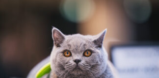 Rozmrucz się na wiosnę! Pokaz Kotów Rasowych i strefa adopcji już w najbliższą sobotę 18 kwietnia w Pasażu Grunwaldzkim