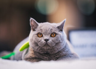 Rozmrucz się na wiosnę! Pokaz Kotów Rasowych i strefa adopcji już w najbliższą sobotę 18 kwietnia w Pasażu Grunwaldzkim