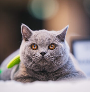 Rozmrucz się na wiosnę! Pokaz Kotów Rasowych i strefa adopcji już w najbliższą sobotę 18 kwietnia w Pasażu Grunwaldzkim