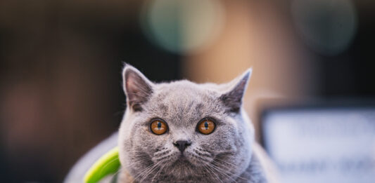 Rozmrucz się na wiosnę! Pokaz Kotów Rasowych i strefa adopcji już w najbliższą sobotę 18 kwietnia w Pasażu Grunwaldzkim