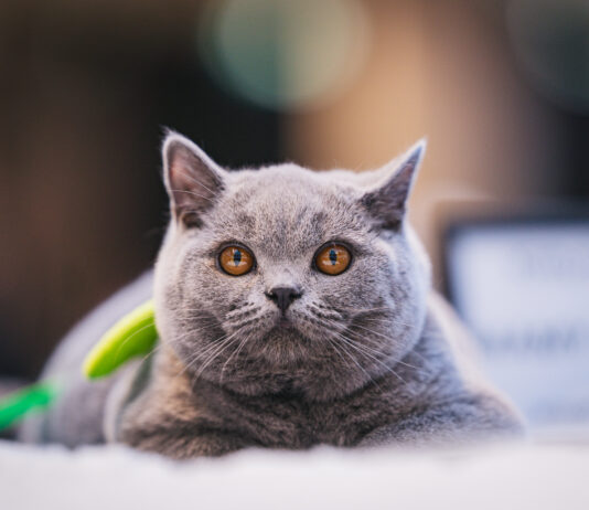 Rozmrucz się na wiosnę! Pokaz Kotów Rasowych i strefa adopcji już w najbliższą sobotę 18 kwietnia w Pasażu Grunwaldzkim