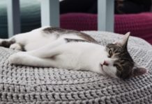 Kocie Kawiarnie we Wrocławiu. Gdzie napijesz się kawy w towarzystwie mruczących przyjaciół? Na zdjęciu leżący kot