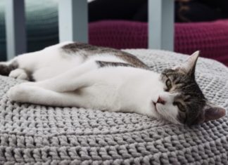 Kocie Kawiarnie we Wrocławiu. Gdzie napijesz się kawy w towarzystwie mruczących przyjaciół? Na zdjęciu leżący kot