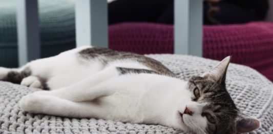 Kocie Kawiarnie we Wrocławiu. Gdzie napijesz się kawy w towarzystwie mruczących przyjaciół? Na zdjęciu leżący kot