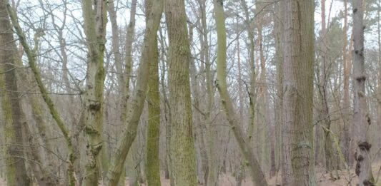 Sukces mieszkańców i Koalicji Wrocławska Ochrona Klimatu: Las na Praczach Odrzańskich uniknie rzezi