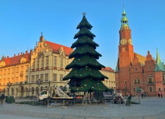 Nowa choinka w rynku – wygląda najlepiej od lat! choinka rynek wrocław
