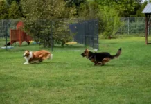 3 nowe wybiegi dla psów we wrocławskim Schronisku