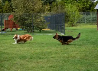 3 nowe wybiegi dla psów we wrocławskim Schronisku