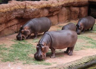 Pingwiny, hipopotamy i rekiny – co kryje Afrykarium we Wrocławiu