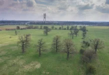 We Wrocławiu szykuje się niezwykła przemiana. Dawna oczyszczalnia może stać się przyrodniczym skarbem miasta