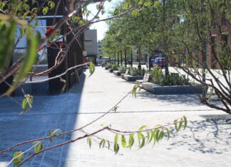 We Wrocławiu posadzą 3 letnie drzewa, dzięki innowacyjnym podziemnym skrzynkom modułowym!