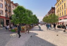 Ulica Świdnicka będzie zielona. W centrum Wrocławia posadzą 34 nowe drzewa