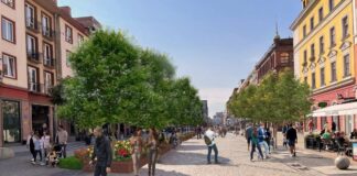 Ulica Świdnicka będzie zielona. W centrum Wrocławia posadzą 34 nowe drzewa