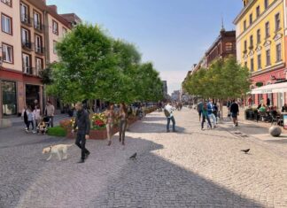 Ulica Świdnicka będzie zielona. W centrum Wrocławia posadzą 34 nowe drzewa