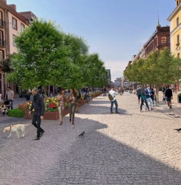 Ulica Świdnicka będzie zielona. W centrum Wrocławia posadzą 34 nowe drzewa