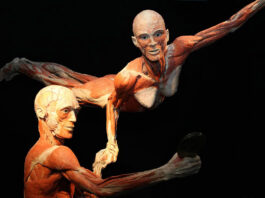 BODY WORLDS we Wrocławiu – fascynująca wystawa o życiu i zdrowiu. Tylko do 11.08!