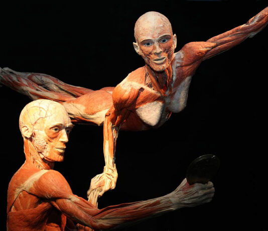 BODY WORLDS we Wrocławiu – fascynująca wystawa o życiu i zdrowiu. Tylko do 11.08!