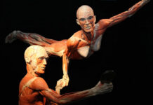 Wystawa BODY WORLDS powraca do Wrocławia z nową odsłoną!