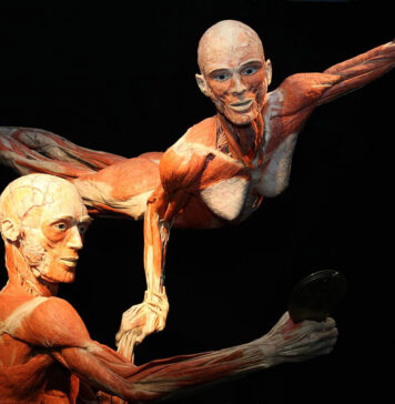 Wystawa BODY WORLDS powraca do Wrocławia z nową odsłoną!
