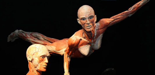 Wystawa BODY WORLDS powraca do Wrocławia z nową odsłoną!