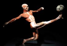 Wystawa BODY WORLDS we Wrocławiu przedłużona do 30 czerwca!
