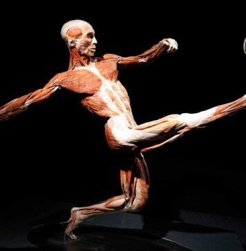 Wystawa BODY WORLDS we Wrocławiu przedłużona do 30 czerwca!