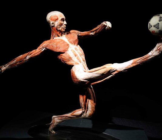 Wystawa BODY WORLDS we Wrocławiu przedłużona do 30 czerwca!