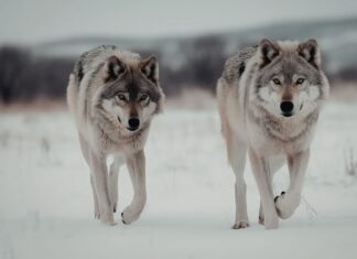 Wataha wilków pod Wrocławiem. Gmina apeluje o ostrożność