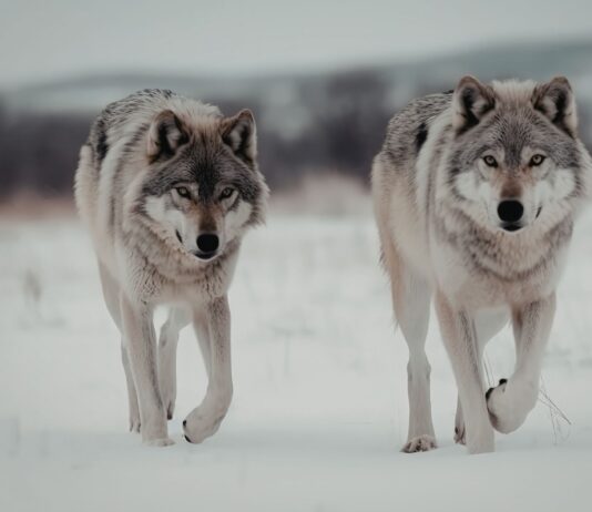 Wataha wilków pod Wrocławiem. Gmina apeluje o ostrożność