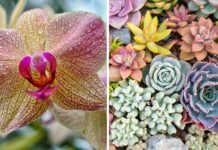 World Flower Show – Światowa Wystawa Roślin we Wrocławiu