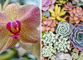 World Flower Show – Światowa Wystawa Roślin we Wrocławiu