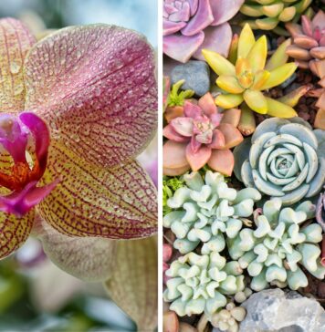 World Flower Show – Światowa Wystawa Roślin we Wrocławiu