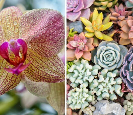 World Flower Show – Światowa Wystawa Roślin we Wrocławiu